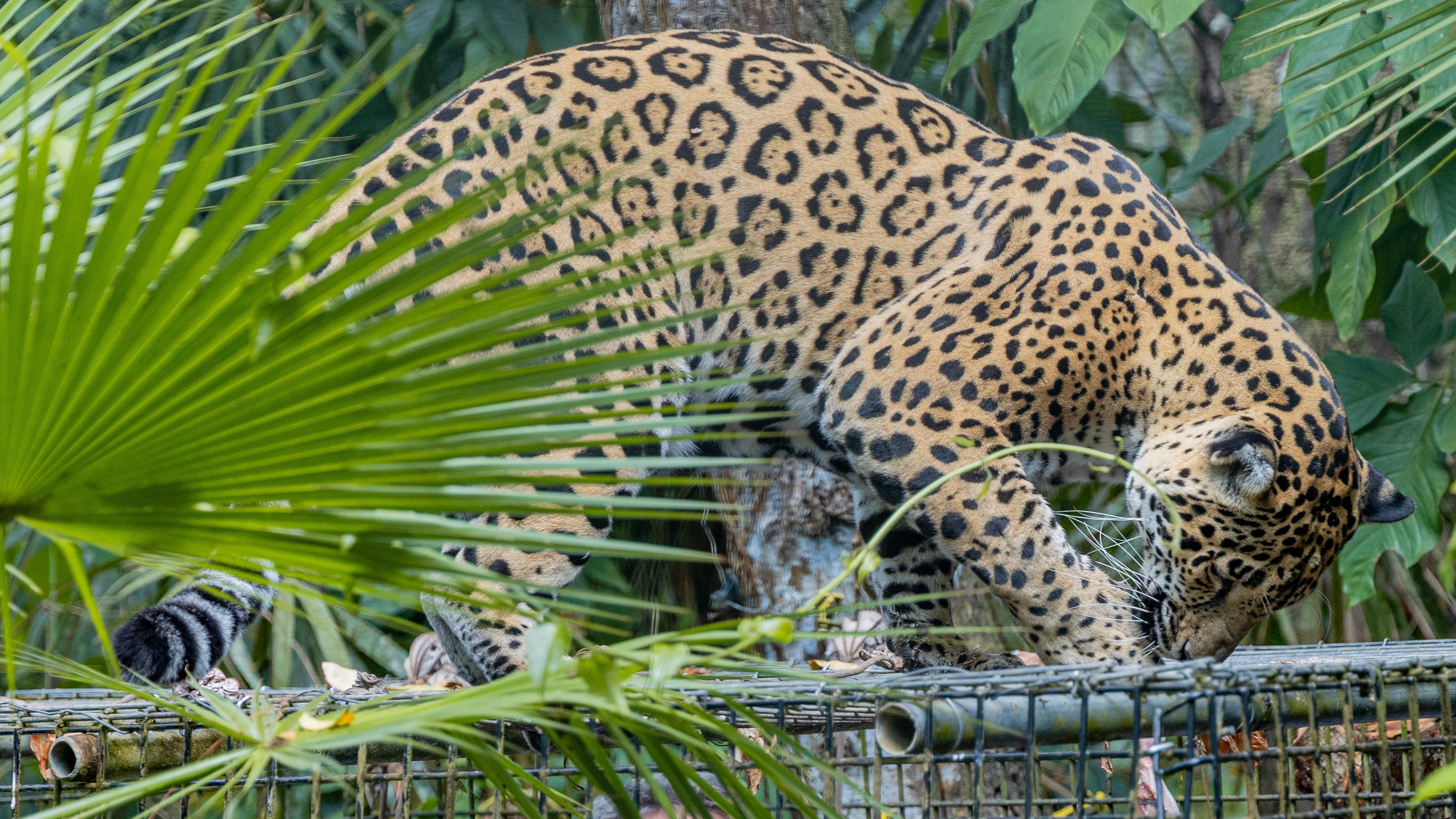 Ben the Jaguar